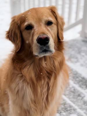 A post by @brewski.o on TikTok caption: Cherishing the simplest days 🥹 #fyp #dogsoftiktok #goldenretriever #fy #goldenretrieverlife 