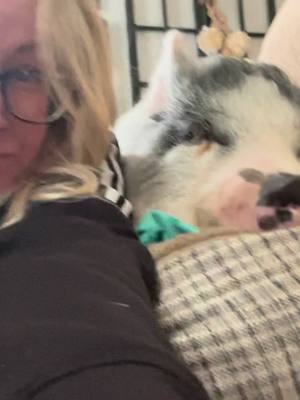 A post by @heatherkraft09 on TikTok caption: Keeping warm inside! #pigsoftiktok #freeze #winter #cardip 