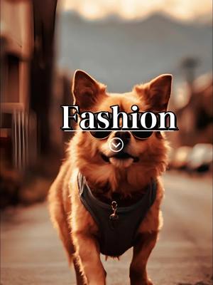 A post by @ttde342 on TikTok caption: Follow our four-legged sensation as they navigate the streets with swag and style, turning heads and melting hearts.#dogs #pet 