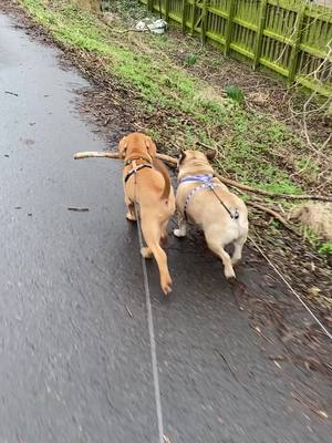 A post by @reggie_le_beau on TikTok caption: #besties #dogdebordeaux #frenchbulldog 