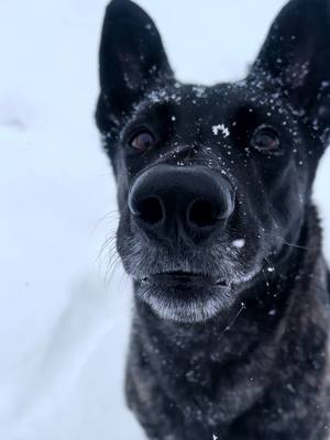 A post by @kathryns.canines on TikTok caption: she makes me complete 💞 #dog #dutchshepherd 