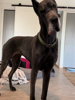 A post by @jonniedanes on TikTok caption: Ill keep her. #fyp #greatdane #fypage #greatdanesoftiktok #dogs #Love #beauty 