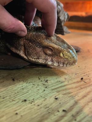 A post by @teddytuconnais on TikTok caption: ⚠️ ‘’Les reptiles sont méchants et dangereux’’ ⚠️                                     Je vous laisse en juger sur cette vidéo.. Je me bats énormément pour l’image de ses animaux qui n’ont malheureusement rien demandé. #animaux #pourtoi #reptile #varan #cute #serpent #prank 