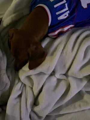 A post by @gideonthedachshund on TikTok caption: How im feeling after the loss #buffalobills #viraldogvideos #westernny #dogoftiktok #joshallen #chiefs #playoffs #nfl #fyp