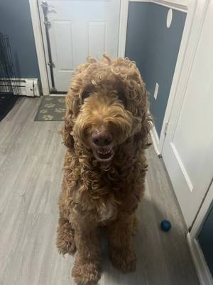 A post by @goldencooper4 on TikTok caption: Ya 5 ańos 😍😍😍cooper #fypシ #paratupágina #dogsofttiktokcutedog #goldenddoodle 