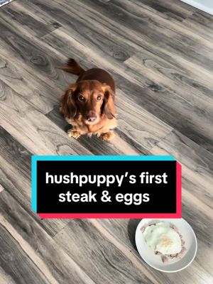 A post by @thehushpup on TikTok caption: Save to say, we like our steak and eggs  #dachshundsoftiktok #dogsoftiktok #dogmeals #dachshund #steakandeggs 