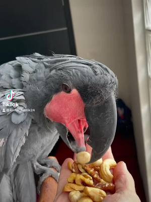 A post by @luntik_funtik24 on TikTok caption: #fy #fyp #xybca #viralvideo #pet #parrot 