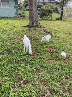 A post by @kt.starseed on TikTok caption: The chase 🥺 #CapCut #birdsoftiktok #floridabirds 