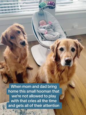 A post by @maggiemaysgoldenlife on TikTok caption: We thought we were the babies! #spongebob #dogsofttiktok #baby #fyp 