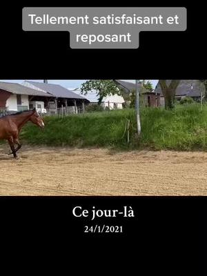 A post by @equidany_off on TikTok caption: #cejour-là 