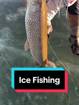 A post by @animaltakeover1 on TikTok caption: Introducing ice fishing, a unique fishing method. #icefishing #fishing 