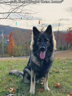 A post by @youvegoattobekiddingfarm on TikTok caption: Everyone thought he was a pomeranian as a puppy 🤣😅 #germanshepherd #sable #longcoat #goodestboy #tennessee #livestockguardiandog #takemeback #trending #Flashback #puppy 