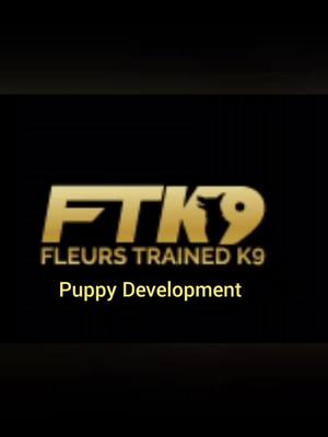 A post by @fleurs_trained_k9 on TikTok caption: puppy time 🐕🐕 #detectiondog #fyp ##cute #spaniel #ftk9 #puppy #springerspaniel #dogtraining #searchdog #chocolate #play #development 