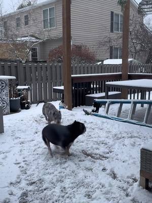 A post by @cognacbullies on TikTok caption: I love when theh get their little spurts if energy #dogsoftiktok #funnydog #snow #wingerdog #BestFriends 