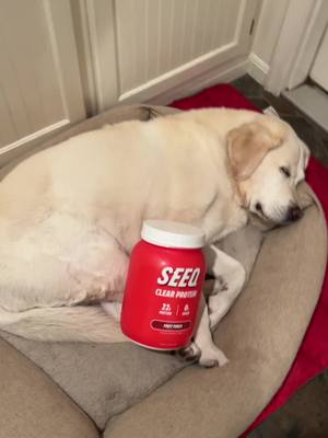 A post by @mistytok0 on TikTok caption: This is how you get jacked #dog #product #viral #buy #protein #clear 