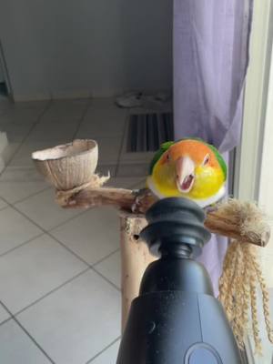 A post by @la_bananee_ on TikTok caption: Je n’ai pas les mots pour décrire ce perroquet 😂 #perroquet #caique #parrot #oiseau #bird #funny 