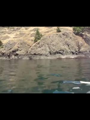 A post by @seaquestkayak on TikTok caption: Thrilling Orca Encounter on Our Kayak Tour! 🤩 #orca #orcaencounter #kayak #kayaking #kayakwithorcas #seaadventure #whalewatching #washington #fridayhar #sanjuanislands #travel