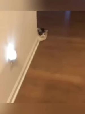 A post by @funny_animals629 on TikTok caption: #cat #pet #animal #funny #funnyvideo #fyp #viral