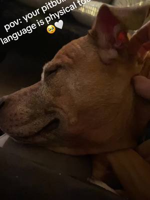 A post by @dai1i17 on TikTok caption: She so sweet🥹 anyone elses dog love ear rubs? #fyp #pitbullsoftiktok #pitbull #pitbulllove #pitbullterrier #pitty #pitbullsoftiktok #pittielove 