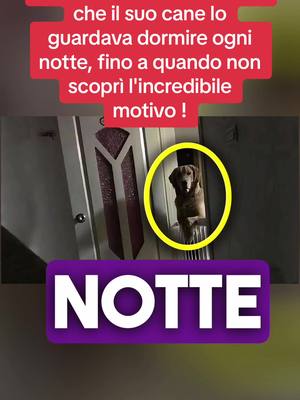 A post by @datepazze on TikTok caption: Quest'uomo si rese conto che il suo cane lo guardava dormire ogni notte, fino a quando non scoprì l'incredibile motivo ! #verità #insegnante