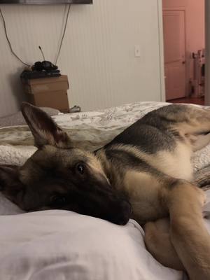 A post by @julie.olivia on TikTok caption: Dont let the face fool you. He’s plotting a way to create a new mess for me to deal with😈#germanshepherd #fyp #dog #germanshepherdsoftiktok #germanshepherdpuppy 