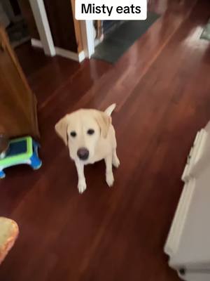 A post by @mistytok0 on TikTok caption: Misty eats 👍 #dog #viral #yes #animal #eat #bread