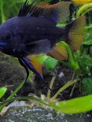 A post by @aqua_jen_112_nasseaermel on TikTok caption: Wie hübsch er geworden ist 😍 #blackram #microgeophagusramirezi #ram #blackbeauty🖤 #devil #fyp #süßwasseraquaristik #hobby #waf #weilleidenschaftverbindet #bestoff #aquaristik 