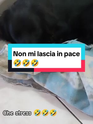 A post by @whisky_jenny on TikTok caption: vi piace il sogno di Whisky 🤣🤣🤣 #dogsofttiktok #dogs #dogsoftiktok #meticcio #cane #cani #risate #risate🤣🤣🤣😂😂😂😂 #canitiktoker #canecheparla #caneparlante #risatepertutti #pyfツ #pyf #foryou #pollo #patate 