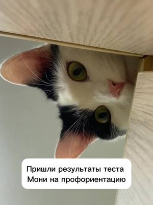 A post by @montofer on TikTok caption: Давненько не было видео тут #cat #catsoftiktok 