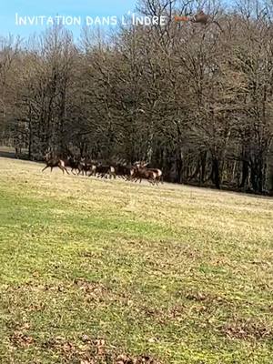 A post by @dylan.jhn on TikTok caption: Samedi 27 janvier 2024 invitation dans l’Indre (36) 🦌🐗@Christopher bonnefois @Tanguy Billonnet @Loïc Pinard @yoann #chasse #fieredetrechasseur #chasseurfrancais #chiencourant #passion #chasseurfrancais🇫🇷 #jeunechasseur #chasseur #cerf 