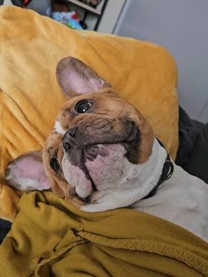 A post by @bouldog.french.love on TikTok caption: #bouledoguefrançais #bouledogue #flemme #belguim🇧🇪 