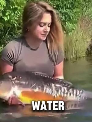 A post by @animaltakeover1 on TikTok caption: Carp fishing. #carp #carpfish #carpfishinguk #carpfishinglife #fishing 