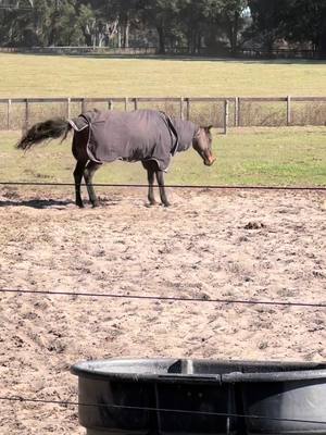 A post by @chloe.soleil on TikTok caption: Yes, shes a very strange animal and stands up like a cow sometimes #chillibean 