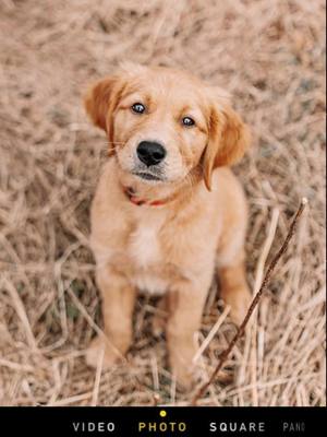 A post by @thedogedition on TikTok caption: Momma’s best furiend 🐾🫶🏼#goldenretriever #goldenretrieverpuppy #goldenretrieverlife 