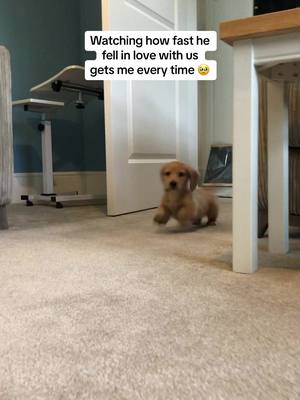 A post by @miniaturedachshundgeorge on TikTok caption: Every. Single. Time. ♥️ #puppy #Love #dachshund #jamesarthur #freefalling #sausagedog 