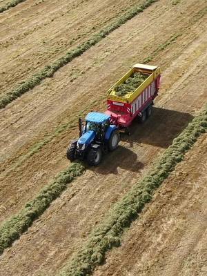 A post by @farm_hub_ on TikTok caption: Chomping 🌱🫡 @Jim  #rearsteer🥵 #CapCut #agrispec #newholland #tractor #agriculture #country #yfc #farming #farmhub #silage #ag #t7050 #Summer #agri #wagon 