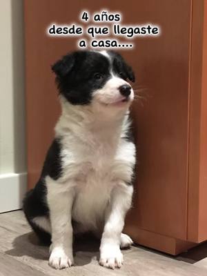 A post by @troia_bordercollie on TikTok caption: 4 años desde que llegaste a casa…. 🥹🥹❤️❤️ #troiabordercollie #records #pets #bordercollie #prettydog #loveanimals 