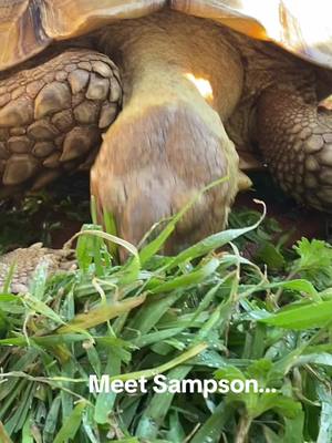 A post by @tammynavarrette on TikTok caption: #sulcata #Sampsonthetortoise #Texas #tortoise #food #everyone 