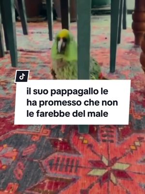 A post by @fatti_terrificanti on TikTok caption: il suo pappagallo le ha promesso che non le farebbe del male… #orrore #terrificanti #pappagallo 