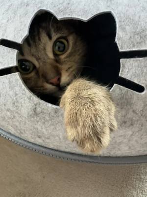 A post by @bibi.kiss on TikTok caption: Ninja … 😻#cat #fypシ 