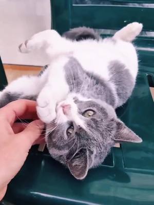 A post by @nickien on TikTok caption: #cats #foryou 