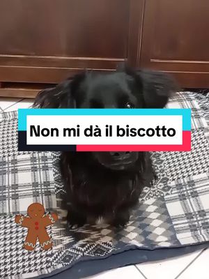 A post by @whisky_jenny on TikTok caption: Non mi dà il biscotto 😂😂😂 #risatepertutti #caneparlante #canecheparla #canitiktoker #risate🤣🤣🤣😂😂😂😂 #risate #cani #meticcio #dogsoftiktok #jennyewhisky #foryou #pyf #pyfツ 