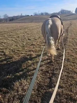 A post by @sassyfox88 on TikTok caption: Phoebe! #fyp #horsesoftiktok  #horses 