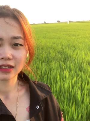 A post by @jeepisey1 on TikTok caption: #ក្រមុំស្រុកស្រែ🌴🌾 