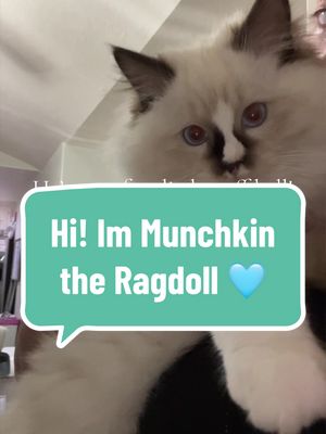 A post by @jaderade_414 on TikTok caption: Everyone meet MUNCHKIN 🩵 he is the perdect ragdoll!!! #ragdoll #ragdollkitten #kittensoftiktok #kitten