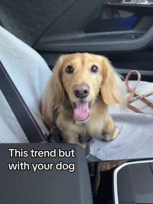 A post by @miniaturedachshundgeorge on TikTok caption: He still has the same smile 🥹 #dachshund #puppy #cute #Love #illlookafteryou 