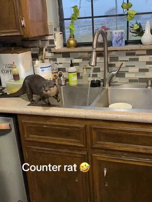 A post by @wtzoofari on TikTok caption: Little counter rat was trying to play in the sink water. 😂. #ottersoftiktok #ottertok #otterlover #wtzoofari #wildthingszoofari #foryoupage #fyp #smiledaychallenge #texasstrong 