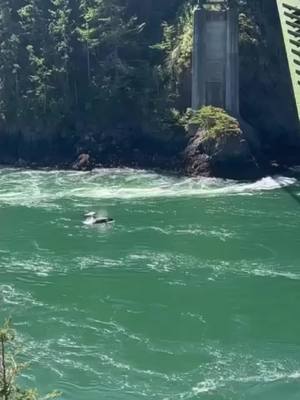 A post by @seaquestkayak on TikTok caption: Unforgettable whale sighting on our tour! 🐋✨ #whaleencounter #whalewatching #whaletour #whaletok #sealife #seaventure #amazingsea #seattle #sanjuanislands