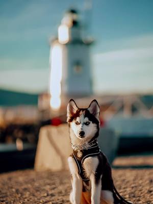 A post by @upstatetmd on TikTok caption: MEAN MUGGIN 😈 #CapCut #fypシ #foryou #femalephotographers #femalephotographer #photography #siberianhusky 