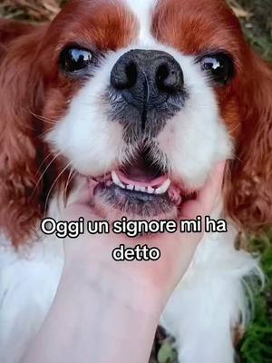 A post by @creative.cartoon.edits on TikTok caption: Oggi un signore mi ha detto... 🥺💔 #cane #cavalierkingcharles 